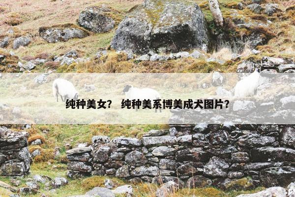 纯种美女？ 纯种美系博美成犬图片？