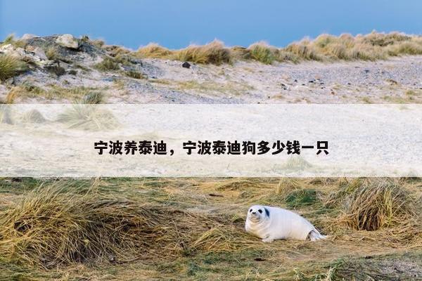 宁波养泰迪，宁波泰迪狗多少钱一只