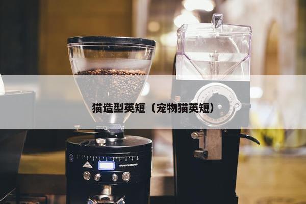 猫造型英短（宠物猫英短）