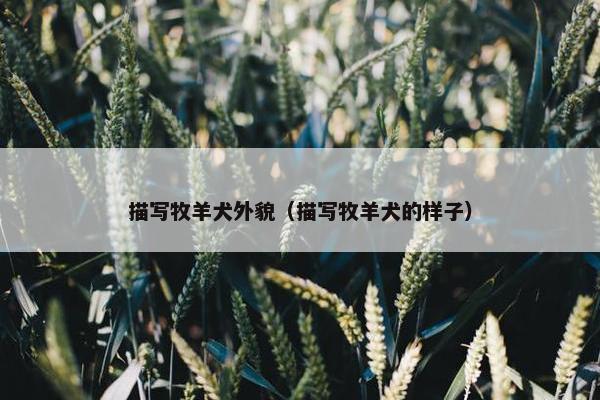 描写牧羊犬外貌（描写牧羊犬的样子）