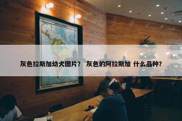 灰色拉斯加幼犬图片？ 灰色的阿拉斯加 什么品种？