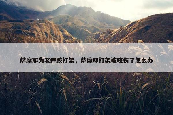 萨摩耶为老摔跤打架，萨摩耶打架被咬伤了怎么办