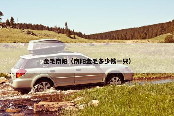 金毛南阳（南阳金毛多少钱一只）