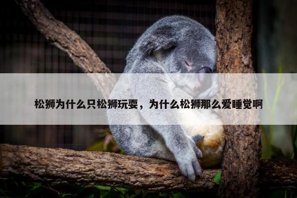 松狮为什么只松狮玩耍，为什么松狮那么爱睡觉啊
