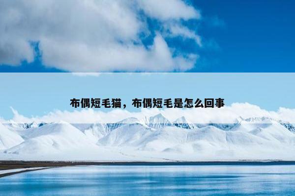 布偶短毛猫，布偶短毛是怎么回事