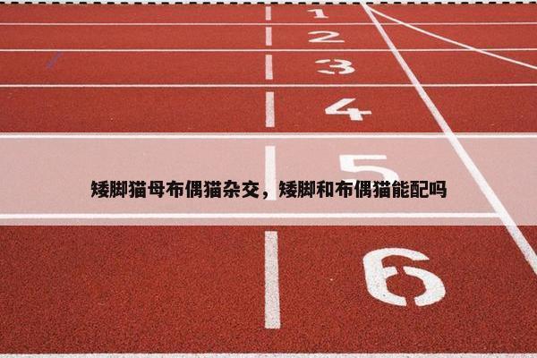 矮脚猫母布偶猫杂交，矮脚和布偶猫能配吗
