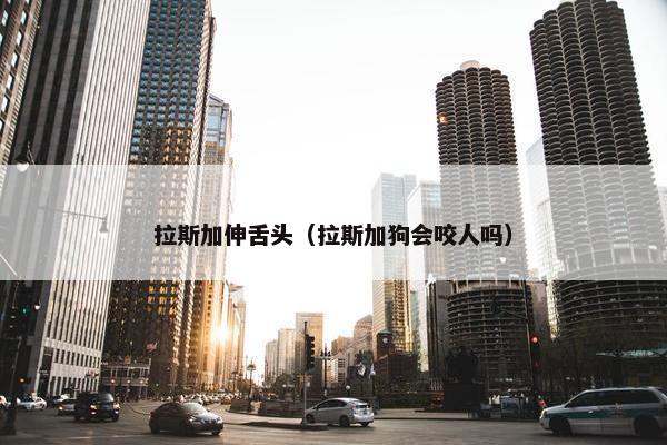 拉斯加伸舌头（拉斯加狗会咬人吗）