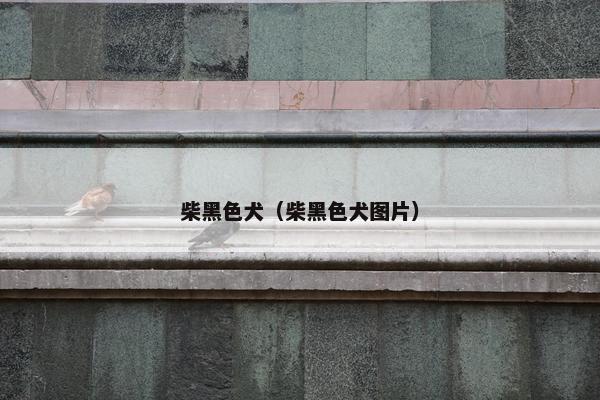 柴黑色犬（柴黑色犬图片）