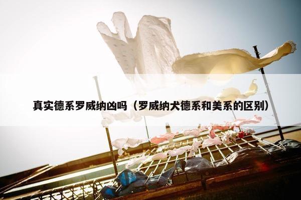 真实德系罗威纳凶吗（罗威纳犬德系和美系的区别）