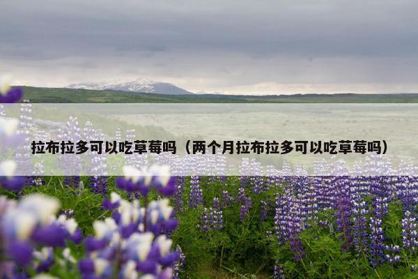 拉布拉多可以吃草莓吗（两个月拉布拉多可以吃草莓吗）