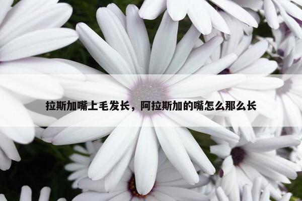 拉斯加嘴上毛发长，阿拉斯加的嘴怎么那么长