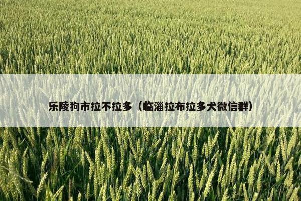 乐陵狗市拉不拉多（临淄拉布拉多犬微信群）