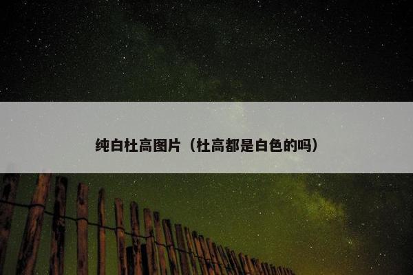 纯白杜高图片（杜高都是白色的吗）
