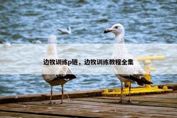 边牧训练p链，边牧训练教程全集