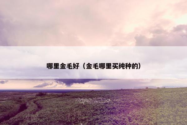 哪里金毛好（金毛哪里买纯种的）