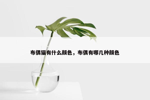 布偶猫有什么颜色，布偶有哪几种颜色