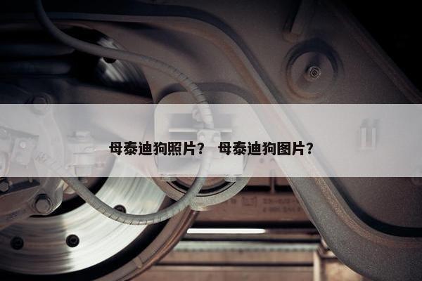 母泰迪狗照片？ 母泰迪狗图片？