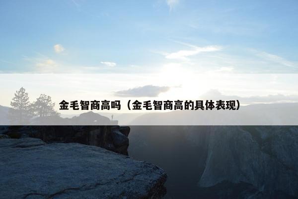 金毛智商高吗（金毛智商高的具体表现）