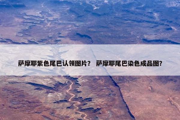 萨摩耶紫色尾巴认领图片？ 萨摩耶尾巴染色成品图？