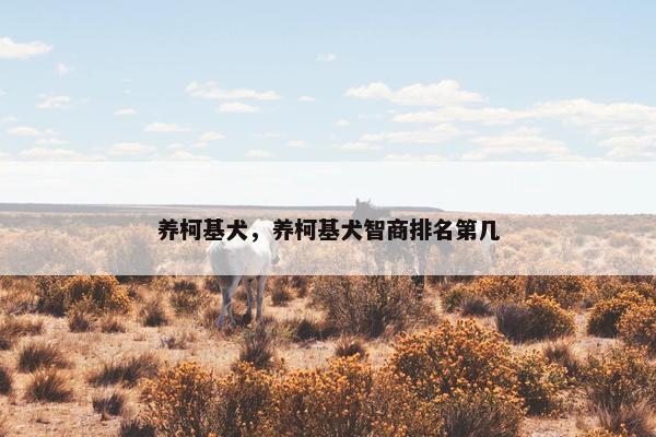 养柯基犬，养柯基犬智商排名第几