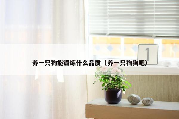 养一只狗能锻炼什么品质（养一只狗狗吧）