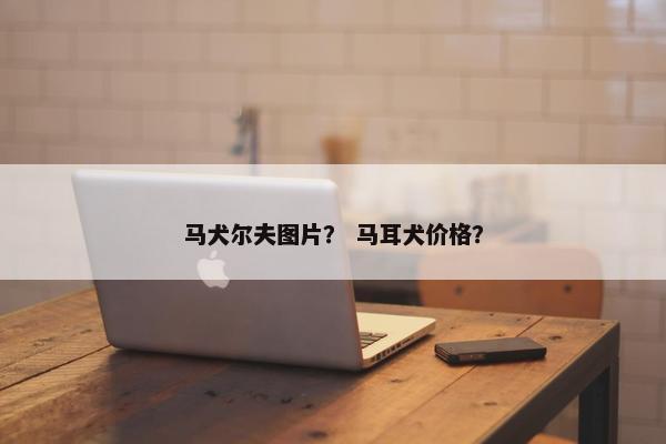 马犬尔夫图片？ 马耳犬价格？