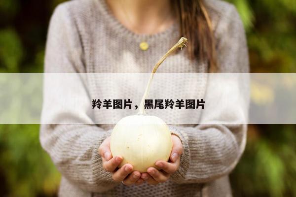 羚羊图片，黑尾羚羊图片