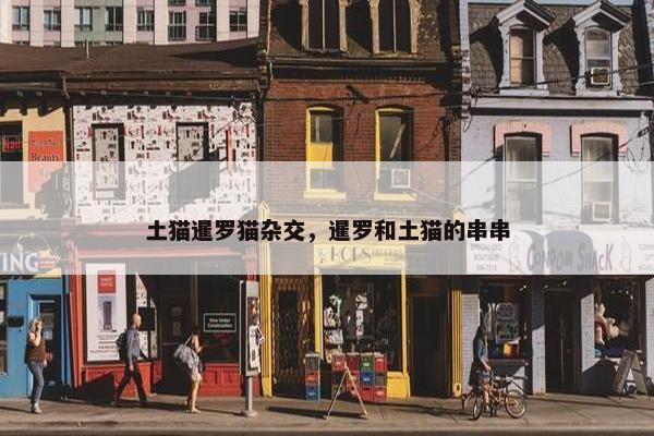 土猫暹罗猫杂交，暹罗和土猫的串串