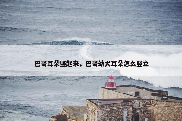 巴哥耳朵竖起来，巴哥幼犬耳朵怎么竖立