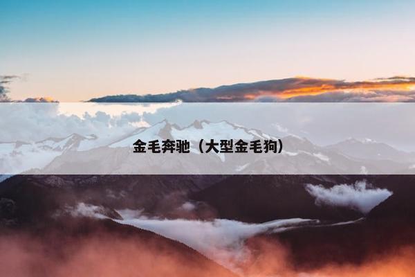 金毛奔驰（大型金毛狗）