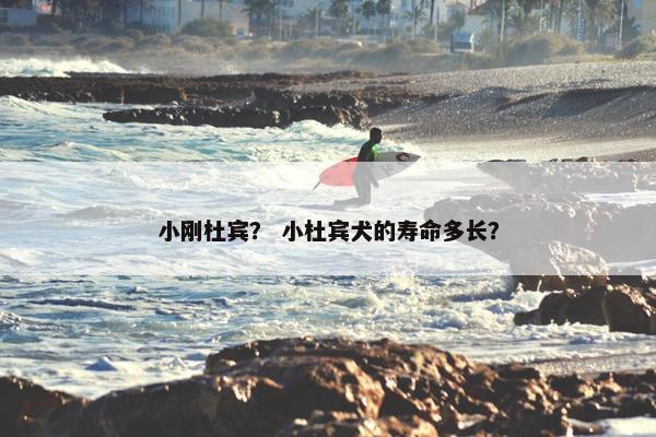 小刚杜宾？ 小杜宾犬的寿命多长？