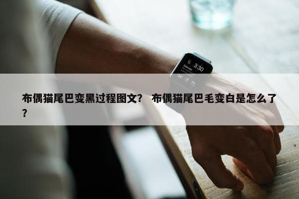 布偶猫尾巴变黑过程图文？ 布偶猫尾巴毛变白是怎么了？
