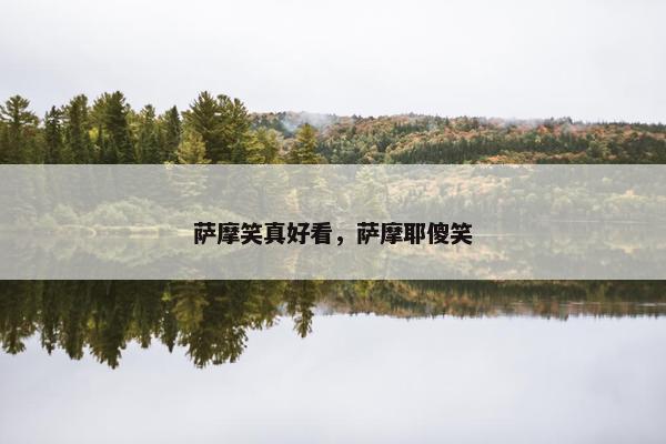 萨摩笑真好看，萨摩耶傻笑