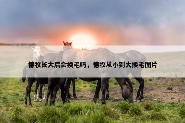 德牧长大后会换毛吗，德牧从小到大换毛图片