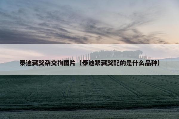 泰迪藏獒杂交狗图片（泰迪跟藏獒配的是什么品种）