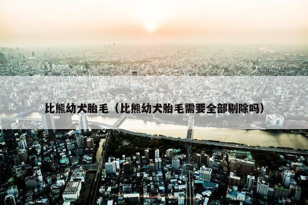 比熊幼犬胎毛（比熊幼犬胎毛需要全部剔除吗）