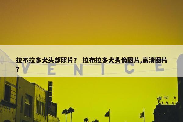 拉不拉多犬头部照片？ 拉布拉多犬头像图片,高清图片？