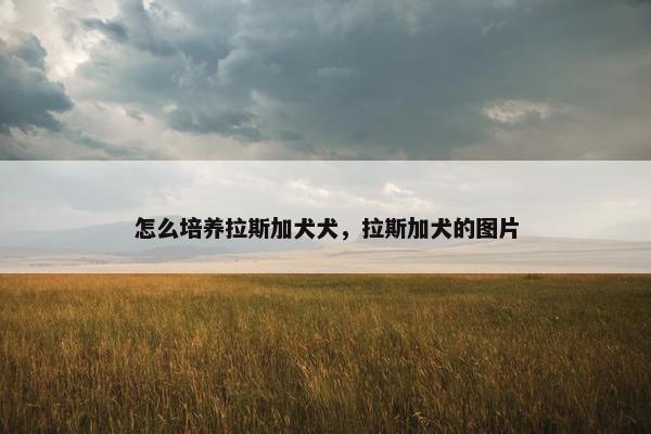 怎么培养拉斯加犬犬，拉斯加犬的图片