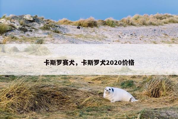 卡斯罗赛犬，卡斯罗犬2020价格