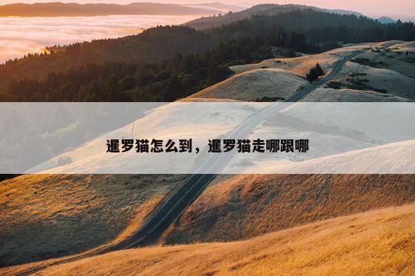 暹罗猫怎么到，暹罗猫走哪跟哪