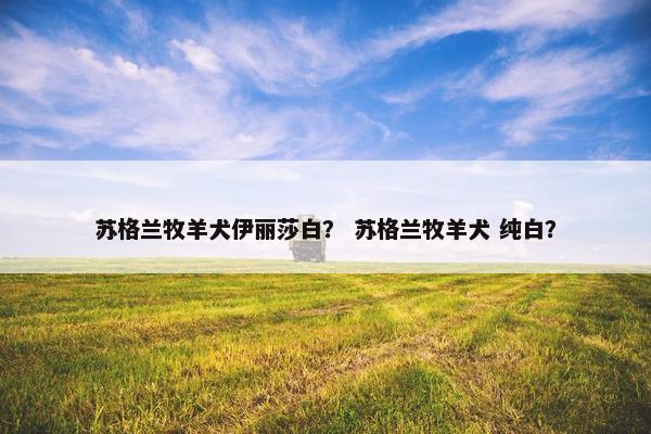 苏格兰牧羊犬伊丽莎白？ 苏格兰牧羊犬 纯白？