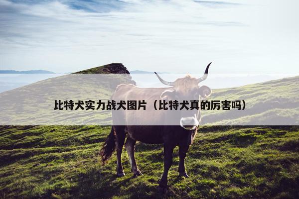 比特犬实力战犬图片（比特犬真的厉害吗）