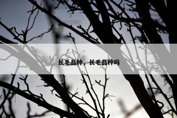 长毛品种，长毛品种吗