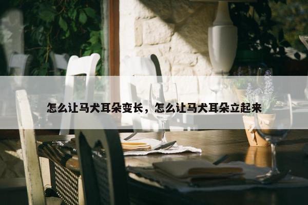 怎么让马犬耳朵变长，怎么让马犬耳朵立起来
