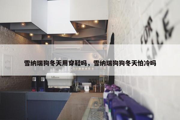 雪纳瑞狗冬天用穿鞋吗，雪纳瑞狗狗冬天怕冷吗