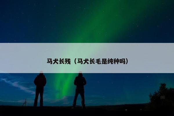 马犬长残（马犬长毛是纯种吗）