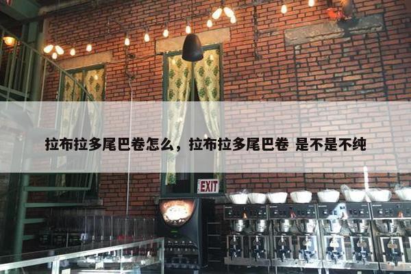 拉布拉多尾巴卷怎么，拉布拉多尾巴卷 是不是不纯