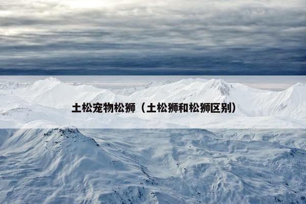 土松宠物松狮（土松狮和松狮区别）