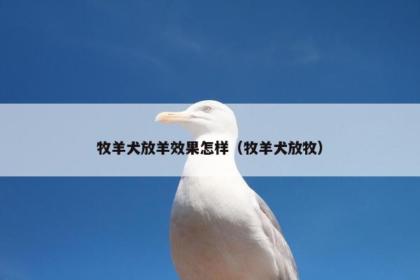 牧羊犬放羊效果怎样（牧羊犬放牧）