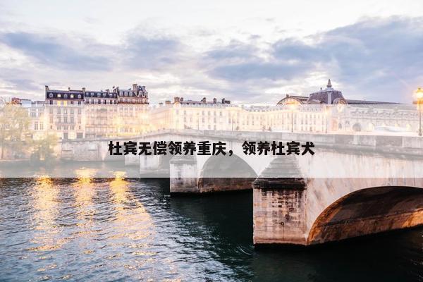 杜宾无偿领养重庆，领养杜宾犬